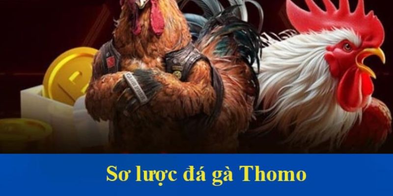 Sơ lược đá gà Thomo