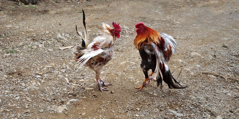 Địa chỉ đá gà Thomo